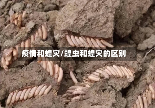 疫情和蝗灾/蝗虫和蝗灾的区别