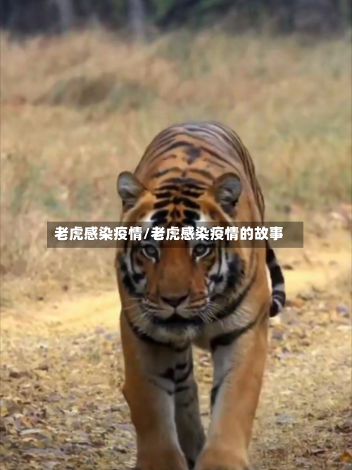 老虎感染疫情/老虎感染疫情的故事